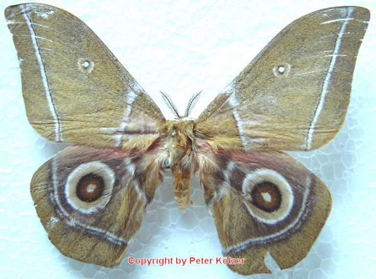 SATURNIIDAE World Homepage für den Saturniidenfreund